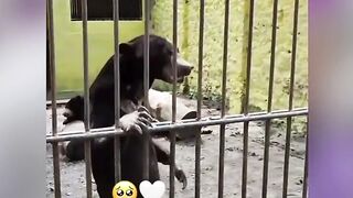 Miris! Satwa KBS Kurus Kering, Mantan Dirut Jadi Tersangka Korupsi Dana Belasan Miliar