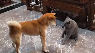 ​"Top 1 Anime Battles: Dramatic Shiba vs Chill Cat.