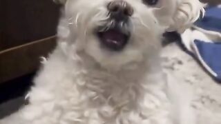 Funny AI video