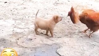 Two fighting