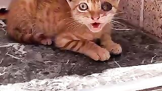 An orphaned kitten with a sore eye needs help