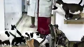 A heaven on earth for every cat lover