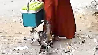 We will treat many kittens every day