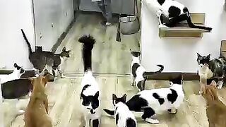 This is true love that will change the lives of the cats we rescue