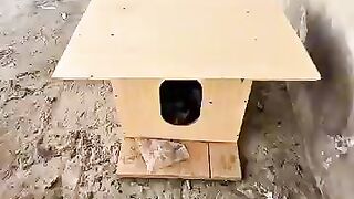 We will restore hope to every stray cat