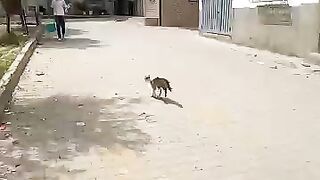 The joy of this stray cat as she goes to meet the man is unbelievable