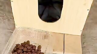 I will experience heartwarming moments every day with the stray kittens