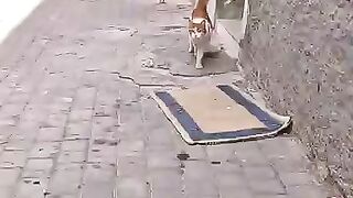 No one heard this stray cat crying, so he turned to us for help