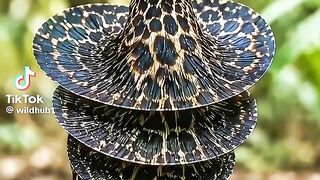 Wonderful sounds of amazing creatures 2