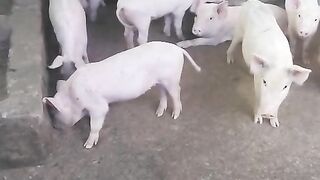 Premium Quality Piglets – Perfect for Farming”
