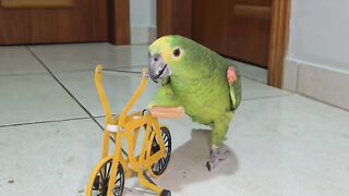Cute parrot cycling 😄