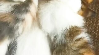 kucing 26