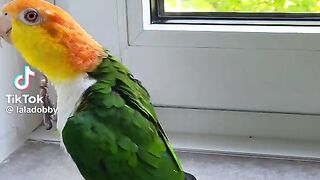 Beautiful Lovebird Dance