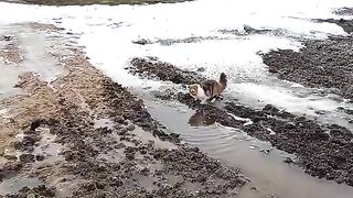 Видео смешные приколы