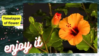 Time of flower, enjoy it