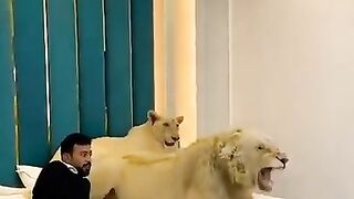 #Shorts #Lion #Tiger Lion ???? king ???? Jungle Raja Sher Life Style with Dubai ???????? king ????