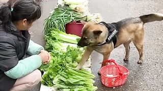 Intelligent dog trend