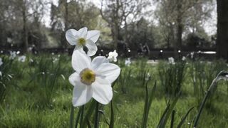White flowers