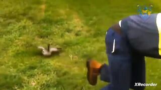 funny animal videos