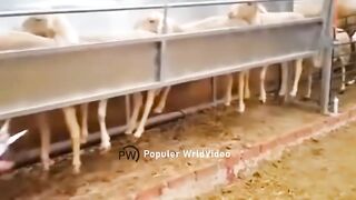 Sheep Factory