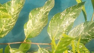 Ficus lown