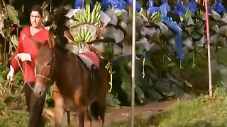 Banana garden