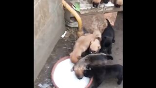 Funny animals-Cats and Dogs-