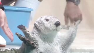 very cute animal