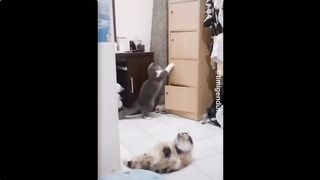 Summary of Funny Pet Videos _ Funny Pets