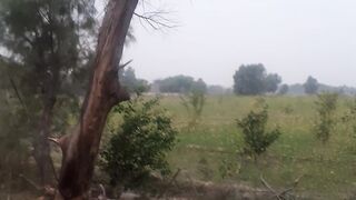 Tree cutting????????