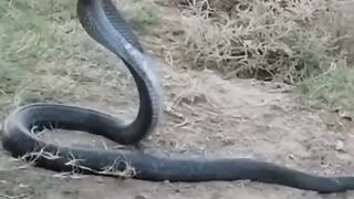 Cobra fighting monkey