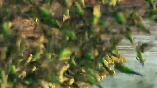 Budgerigars-Earthflight