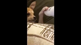 Funny video, pets funny video,cats funny video to