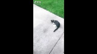 Funny video, pets funny video,cats funny video d