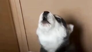 Funny puppy