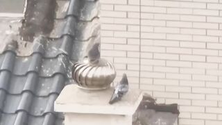 Enjoy pigeon