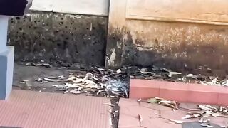 Beautiful girl song viral video