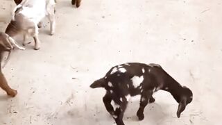 goats