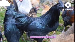 Amazing animals| most expensive and rare animals