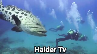 Most Dangerous Fish In The World