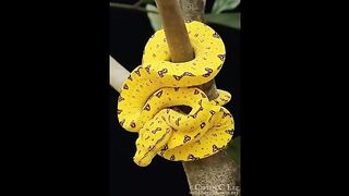 Most rare snakes in the world