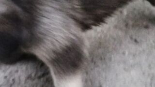 my queenie dog