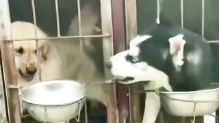 Bad mash dog