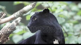 8_Most_Rare_Dark_Black_Animals_In_The_World_Urdu