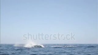 6_Most_Biggest_Sea_Animals_in_The_World