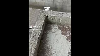 FUNNY CAT MEMES COMPILATION with funnyanimals22