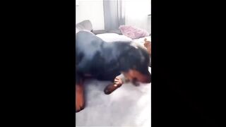 Funny video, pets funny video,cats funny video