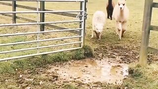 Funny Sheeps Jumping ???? | Funny Animals