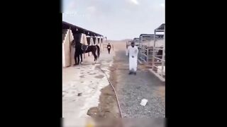 animals funny intertainmaent| funny video| this is very nice funny moment