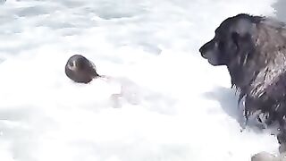 Dog 'Saves